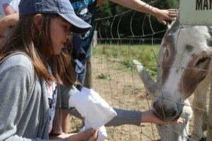 Animal Petting and Feeding at Jimmy's Farm & Wildlife Park