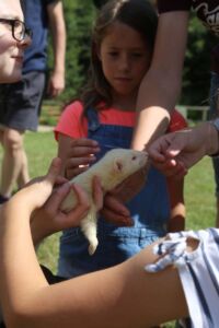 Animal Petting and Feeding at Jimmy's Farm & Wildlife Park