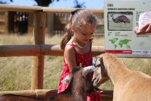 Animal Petting and Feeding at Jimmy's Farm & Wildlife Park