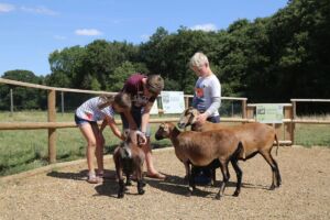 Animal Petting and Feeding at Jimmy's Farm & Wildlife Park