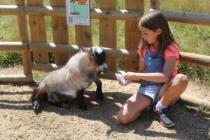 Animal Petting and Feeding at Jimmy's Farm & Wildlife Park