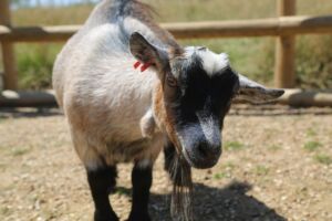 Animal Petting and Feeding at Jimmy's Farm & Wildlife Park