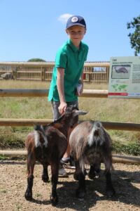 Animal Petting and Feeding at Jimmy's Farm & Wildlife Park