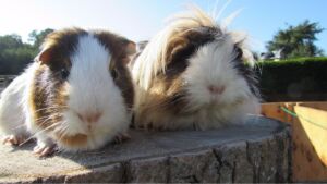 Animal Petting and Feeding at Jimmy's Farm & Wildlife Park