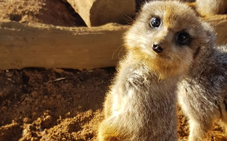 Meerkat Experience Meerkat Experience