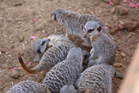 meerkat1