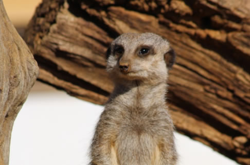 meerkat4