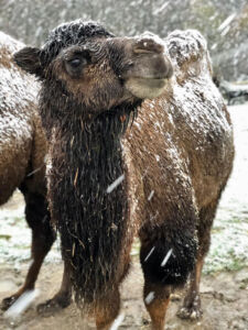 Camel at Jimmy's Farm