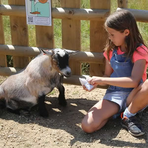 Animal encounters at Jimmy's Farm & Wildlife Park