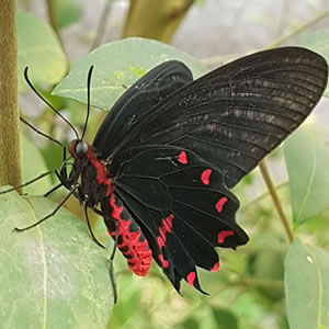 Butterfly House at Jimmy's Farm & Wildlife Park