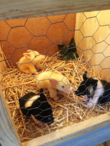 Piggies sweets and toys at Jimmys Farm