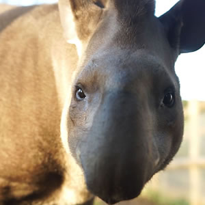 Animals at Jimmy's Farm & Wildlife Park