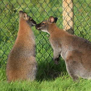 Outback safari at Jimmy's Farm & Wildlife Park