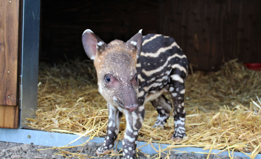 Baby tapir