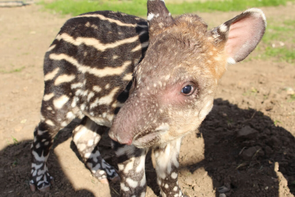 Baby Tobias the Tapir