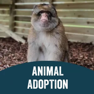 Adopt an animal at Jimmys Farm, Ipswich, Suffolk