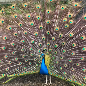 Birds at Jimmy's Farm & Wildlife Park