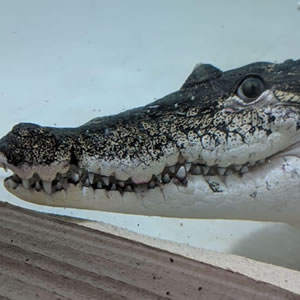 Reptiles & Fish