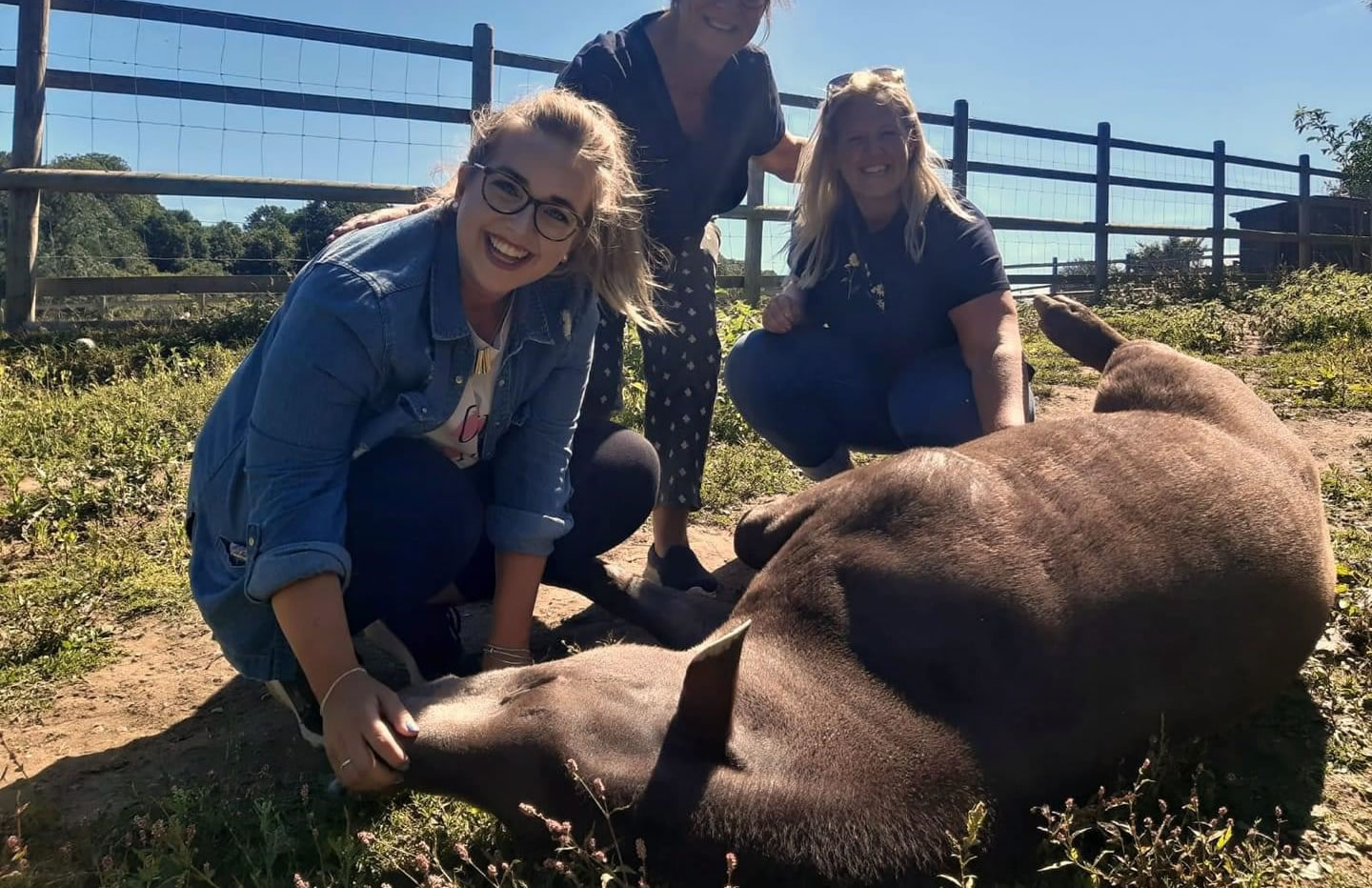 Get up close and personal to our tapir Get up close and personal to our tapir