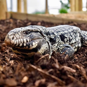 Reptile & Tropical House