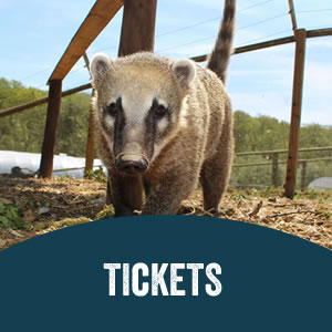 Gift Vouchers at Jimmys Farm, Ipswich, Suffolk