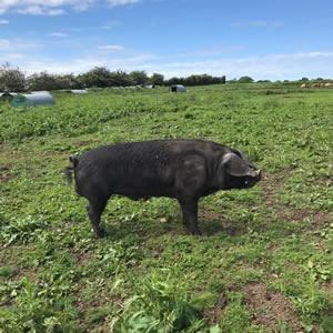 Large Black Pig