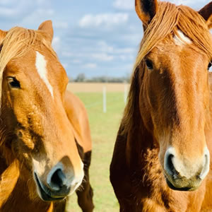 Suffolk Punches Suffolk Punches at Jimmys Farm, Zoo and Wildlife Park