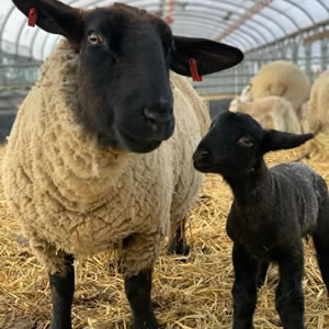 Suffolk Sheep - Barbara