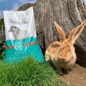 Giant Continental Rabbit with Supreme Petfoods