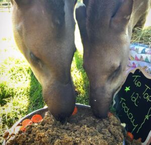 Tapir eating the birthday cake