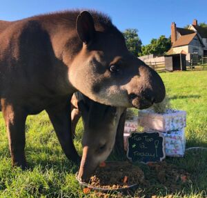 Tip Tap, our lowland tapir, turns 12!