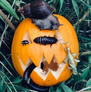 Pumpkins and wildlife
