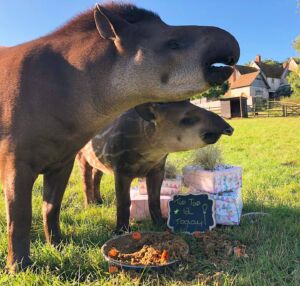 Tip Tap, our lowland tapir, turns 12