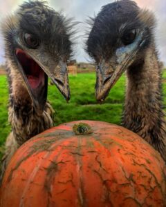 Halloween at Jimmy's Farm & Wildlife Park