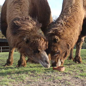 Charming Camels experiences at Jimmy's Farm & Wildlife Park