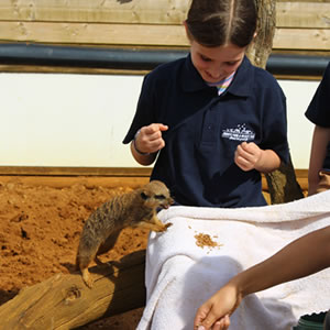 Meerkat experiences at Jimmy's Farm & Wildlife Park