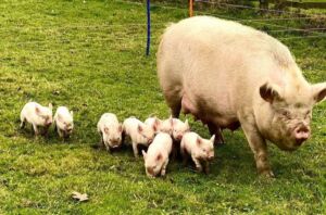 Mabel and piglets
