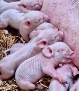 piglets