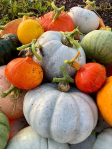 Halloween pumpkins at Jimmy's Farm