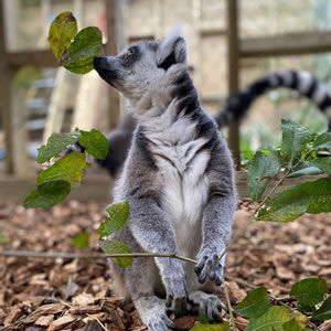 Ring-tailed Lemur