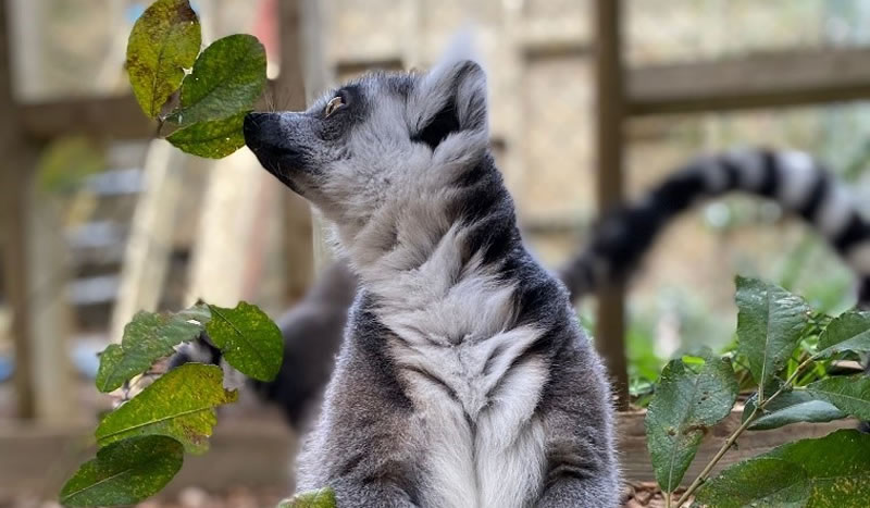 Ring-tailed Lemur Ring-tailed Lemur