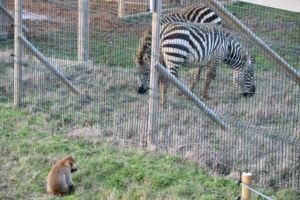 Barbary Macaques at Jimmy's Farm & Zoo Wildlife Park