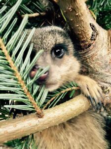 Meerkat in Christmas Tree