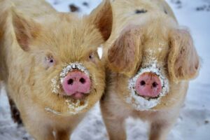 Pigs in snow