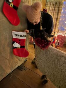 Pebbles the sheep and her stocking