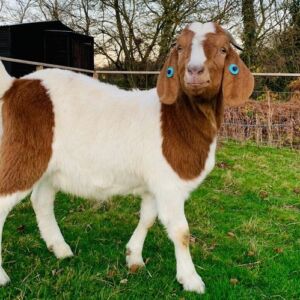 Boer Goat at the wildlife park