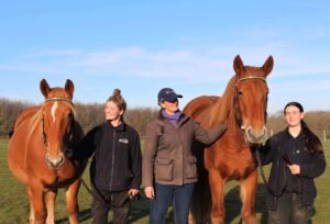 Suffolk Punches with rangers and Bespoke Bridle
