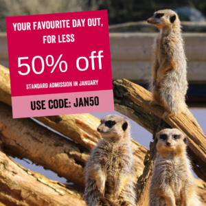 Limited time offer - Jan 2022 Sale