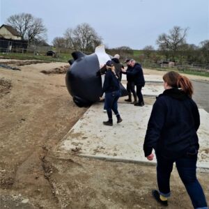 Rosie the pig gets rolled back over at Rosie the pig gets rolled back over