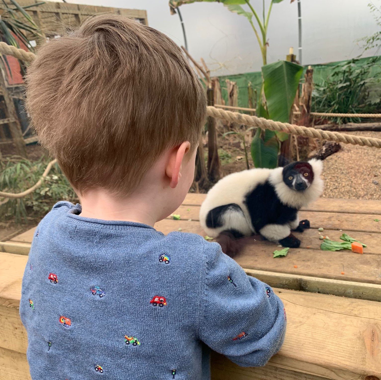 Child with a lemur at Jimmy's Farm Suffolk